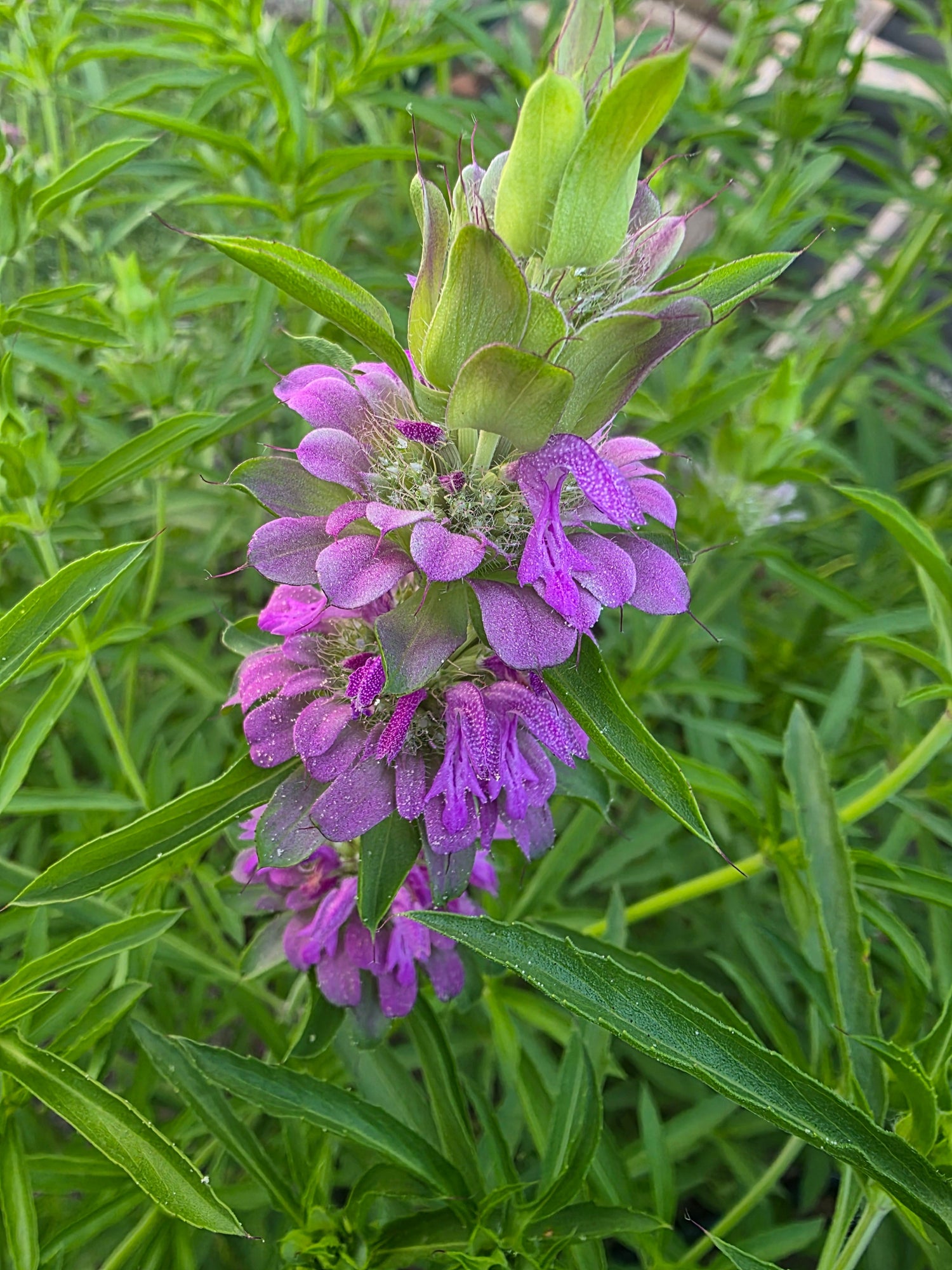 Congestion, Inflammation, Wounds, and Severe Itching